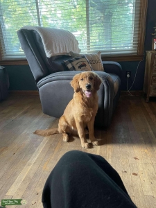 Male Golden Retriever  Listing Image