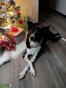 Border Collie Labrador mix Listing Image