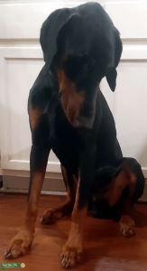 Arkansas AKC Black and Rust Doberman Stud Listing Image