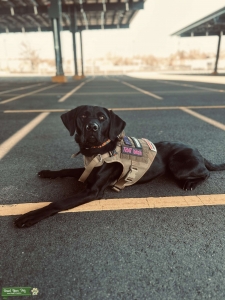 Working Line Black Labrador  Listing Image