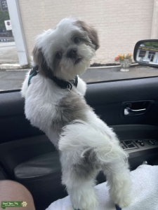 Grey and White Shih Tzu STUD Seeking other Shih Tzu Females Listing Image