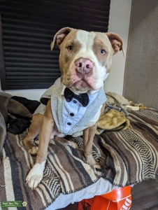 West Coast Fawn Pittie Listing Image