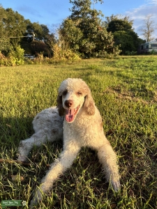 Looking for female Australian Shepard/poodle or mix  Listing Image