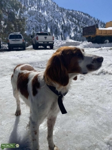 American Brittany  Listing Image