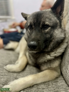 Norwegian elkhound AKC registered purebred Listing Image