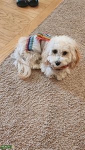 Sassy Stripe: Cream Dream with a Tan Twist – Cuddles and Brains Galore! Listing Image