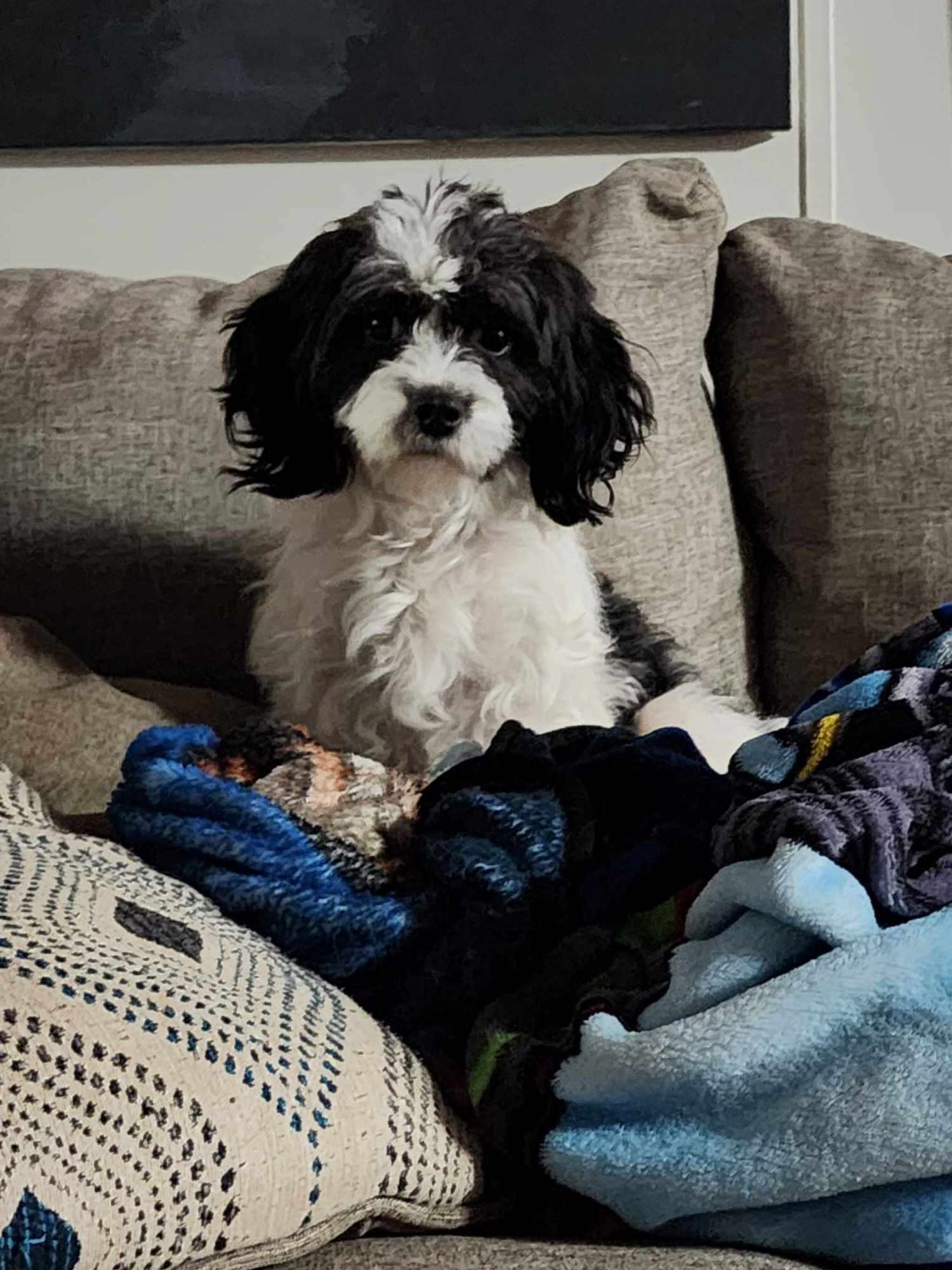 Looking for a tiny stud poodle....ASAP Stud Dog in Pennington Gap