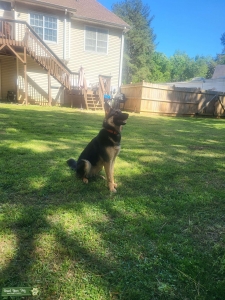AKC great pedigree German Shepherd ready to stud Listing Image