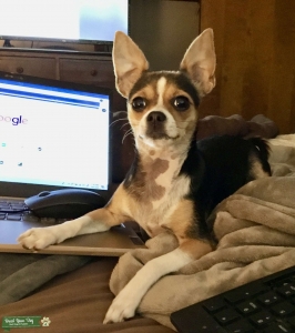 Smartest Funniest Chi Girl Looking for Same  Listing Image