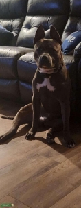 The Stud is ready  Listing Image