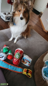Chase the Sheltie  Listing Image