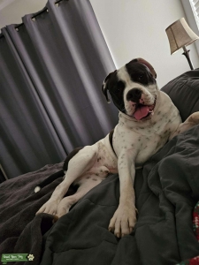 American Bulldog stud Listing Image