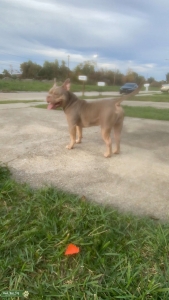 American bully Listing Image