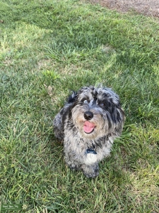 Mini Labradoodle Listing Image