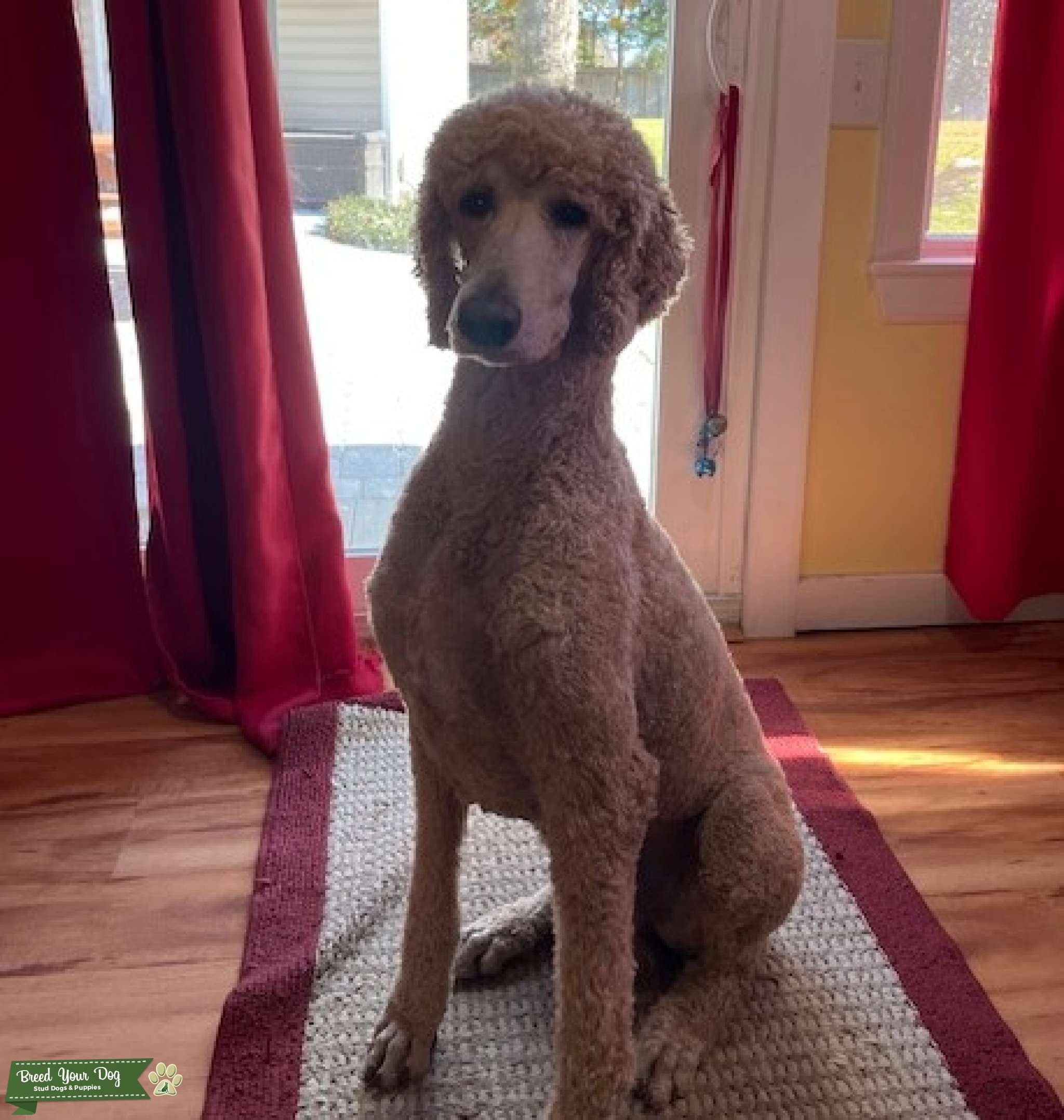 Red Standard Poodle Stud Dog in Northwest FL, the United States