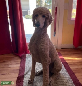 Red Standard Poodle Listing Image