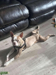 Looking to stud my Boston Terrier Listing Image
