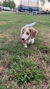 Miniature Longhaired dachshund Listing Image