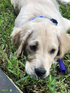 English Cream Golden Retriever Stud Listing Image
