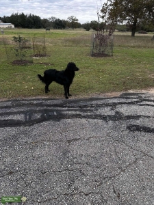 Black golden doodle Listing Image