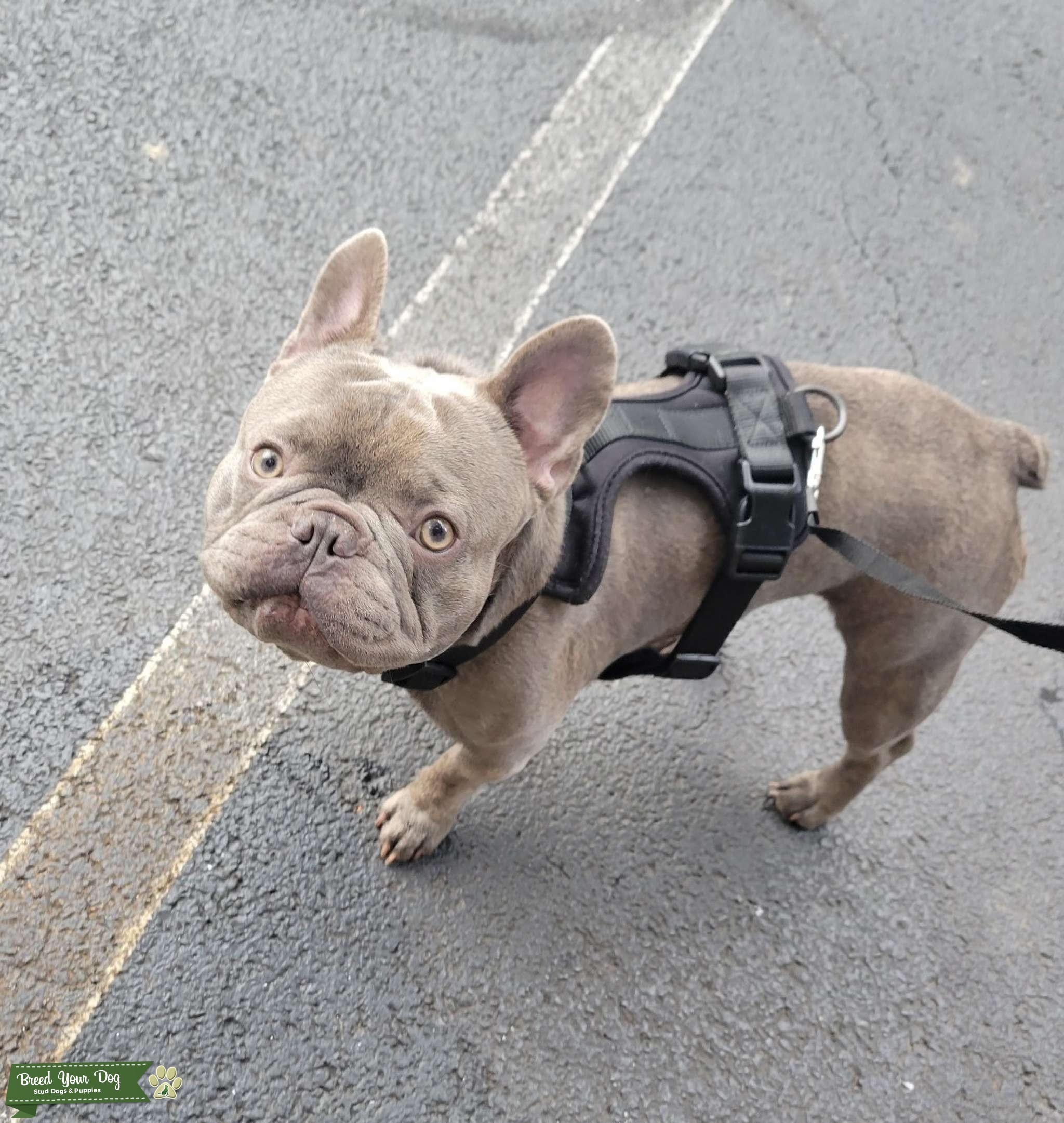 Lilac brindle STUD - Stud Dog in Florida, the United States | Breed