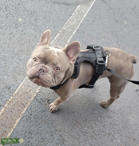 Lilac brindle STUD  Listing Image