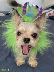 Looking for female Yorkie for male Yorkie mix Listing Image