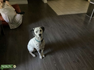 Dalmation stud Zeus Listing Image