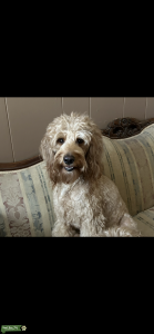 Goldendoodle  Listing Image