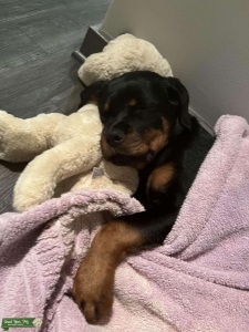 Purebred German Rottweiler Listing Image