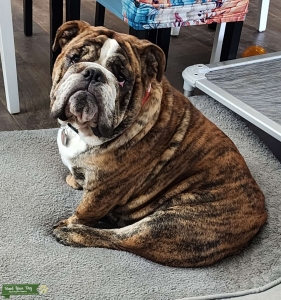 Beautifully Brindled Bulldog Listing Image