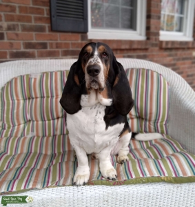 Tri Color Stud Basset Hound Listing Image
