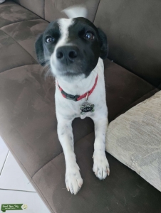 CKC Certified Jack Russel Listing Image