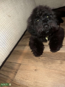 Toy poodle  Listing Image