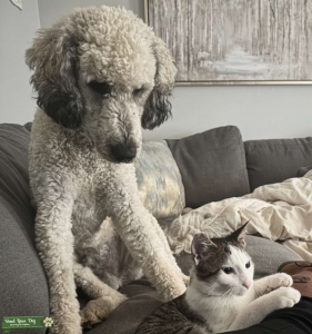 Sable Goldendoodle Stud for Service  Listing Image