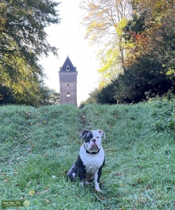 old tyme bulldog for stud Listing Image