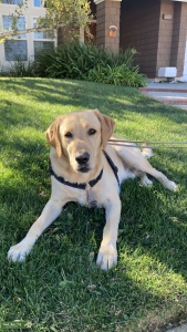 Pure bred golden male Labrador retriever  Listing Image