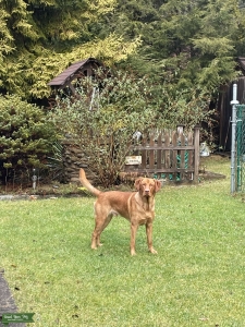 AKC Red Fox Labrador Retriever Listing Image