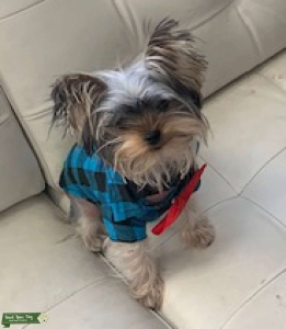 Tiny Teddy Is Ready To Meet Your Girl! Listing Image