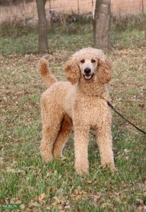 Stud Poodle Dog Listing Image