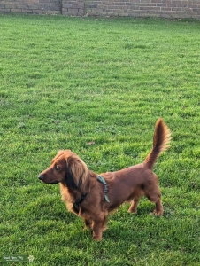 Purebreed Longcat Dachshund Stallion Listing Image