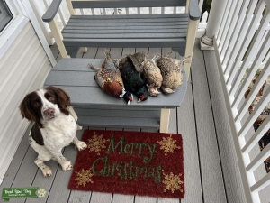 English Springer Spaniel Stud  Listing Image