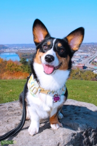 Currently in cycle, looking to breed ASAP Listing Image