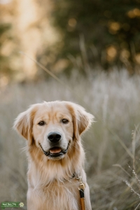 Male golden retriever  Listing Image