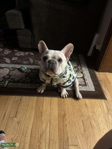 CREAM STUD LOOKING FOR PUPBACK DEAL Listing Image
