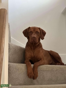 Vizla stud Listing Image