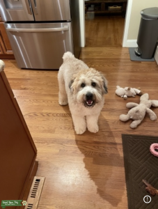 Pure bred - Soft Coat Wheaten Terrier - AKC Registered  Listing Image