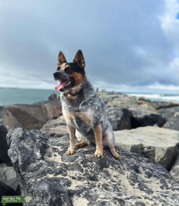 Australian Cattle Dog female Listing Image