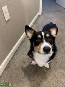 Pure bread Corgi (Pembroke) Listing Image