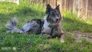 Merle Border Collie Female  Listing Image